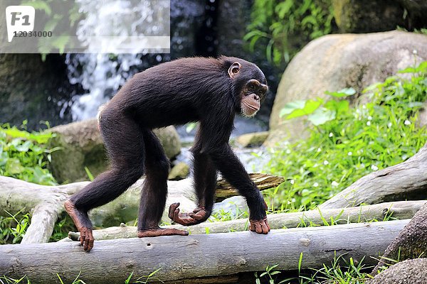 Schimpanse (Pan troglodytes troglodytes)  subadult  läuft über Baumstamm  in Gefangenschaft  Vorkommen mittleres Afrika