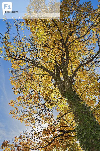 Gelbes Laub am Ahorn (Acer)  bewachsen mit Gemeinem Efeu (Hedera helix)  Herbst  Bayern  Deutschland  Europa