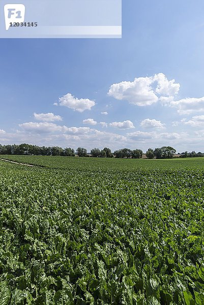 Zuckerrübenfeld  Anbau von Zuckerrüben (Beta vulgaris)  Zuckerrübenfeld  bei Rhena  Mecklenburg-Vorpommern  Deutschland  Europa