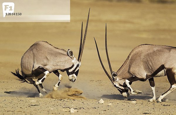 Gemsböcke (Oryx gazella)  kämpfende Weibchen  Kalahari-Wüste  Kgalagadi Transfrontier Park  Südafrika  Afrika