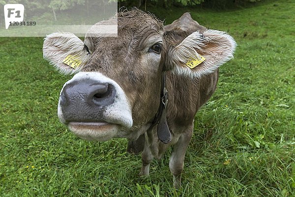 Allgäuer Kuh auf einer Wiese  Portrait  Bad Hindelang  Allgäu  Bayern  Deutschland  Europa