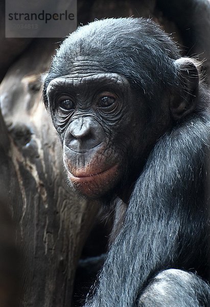 Bonobo oder Bonobo (Pan paniscus)  Porträt  Vorkommen Kongo