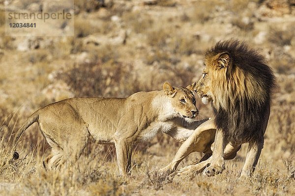 Löwen (Panthera leo)  empfängnisbereites Weibchen und schwarzmähniges Kalahari-Männchen bei ihrer ersten Begegnung  das Männchen ist erschrocken über das anfänglich aggressive Verhalten des Weibchens  Kalahari-Wüste  Kgalagadi Transfrontier Park  Südafrika  Afrika