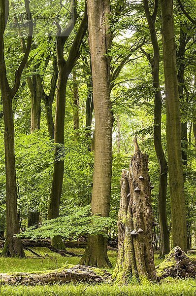 Alter Buchenwald  Buchenurwald mit Totholz und Pilzen  Nationalpark Jasmund  Insel Rügen  Mecklenburg Vorpommern  Deutschland  Europa
