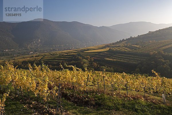 Herbstliche Weinberge bei Weißenkirchen in der Wachau  Wachau  Waldviertel  Niederösterreich  Österreich  Europa