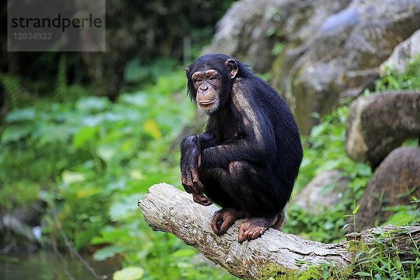 Schimpanse (Pan troglodytes troglodytes)  subadult  auf Baumstamm sitzend  in Gefangenschaft  Vorkommen mittleres Afrika