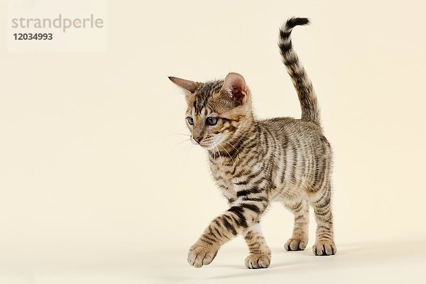 Rasse Katze Toyger (Felis silvestris catus)  Alter 9 Wochen  Farbe braun schwarz getigert