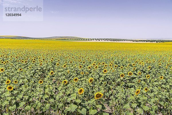 Sonnenblumenfeld  Andalusien Spanien