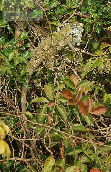 Grüner Leguan (Iguana iguana) auf dem Baum  Pantanal  Brasilien  Südamerika