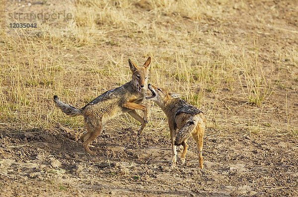 Schwarzrückenschakale (Canis mesomelas)  spielerisch  Kalahari-Wüste  Kgalagadi Transfrontier Park  Südafrika  Afrika