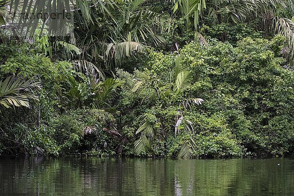 Dichte tropische Vegetation am Flussufer im Dschungel  Tortuguero-Nationalpark  Provinz Limon  Costa Rica  Mittelamerika