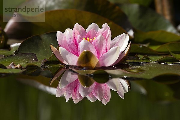 Rosa Seerosen (Nymphaea) spiegeln sich im Teich