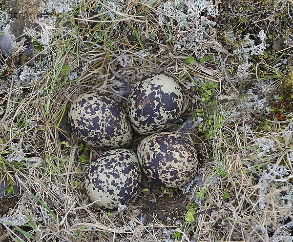 Goldregenpfeifer (Pluvialis apricaria)  Nester  vier Eier im Nest auf dem Boden  Insel