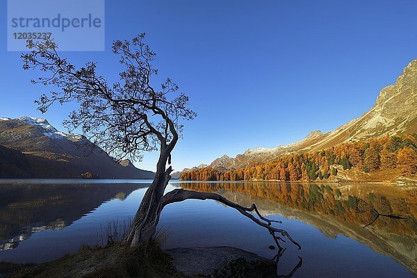 Lärchenwald  Herbstfarben  Silsersee  dahinter Piz da la Margna  Sils  Engadin  Kanton Graubünden  Schweiz  Europa