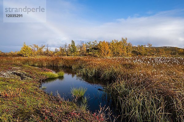 Kleiner See in herbstlicher Landschaft  Norrbottens  Norrbottens län  Laponia  Lappland  Schweden  Europa