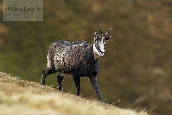 Gämse (Rupicapra rupicapra)  Ziege im Winterkleid  Vogesen  Elsass  Lothringen  Frankreich  Europa