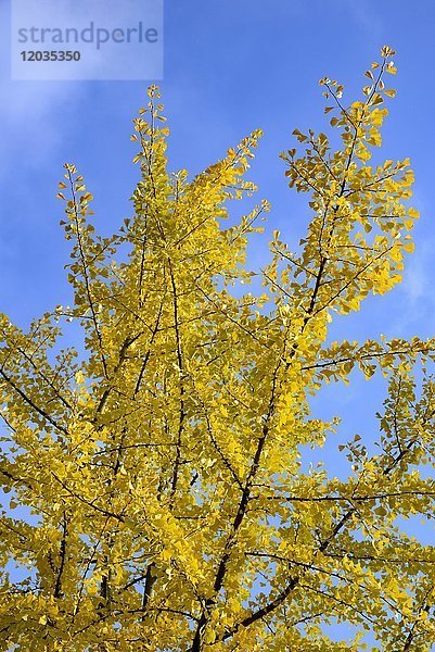 Gingko (Ginkgo biloba) mit gelben Herbstblättern  blauer Himmel  Nordrhein-Westfalen  Deutschland  Europa