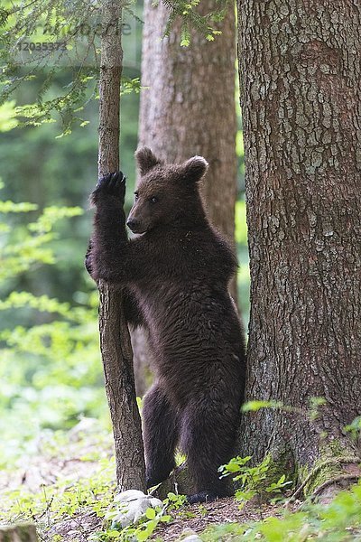 Braunbär (Ursus arctos)  Jungtier steht zwischen Baumstämmen im Wald  Regionalpark Notranjska  Slowenien  Europa