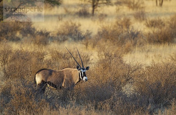 Gemsbock (Oryx gazella)  im Buschland  Kalahari-Wüste  Kgalagadi Transfrontier Park  Südafrika  Afrika