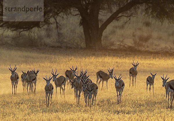 Herde von Springböcken (Antidorcas marsupialis)  am frühen Morgen im trockenen Auob-Flussbett  Kalahari-Wüste  Kgalagadi Transfrontier Park  Südafrika  Afrika