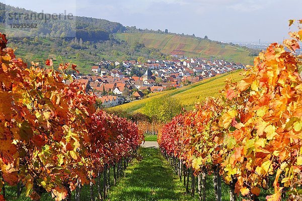 Weinberge im Herbst  Weinstadt-Srümpfelbach  Baden-Württemberg  Deutschland  Europa
