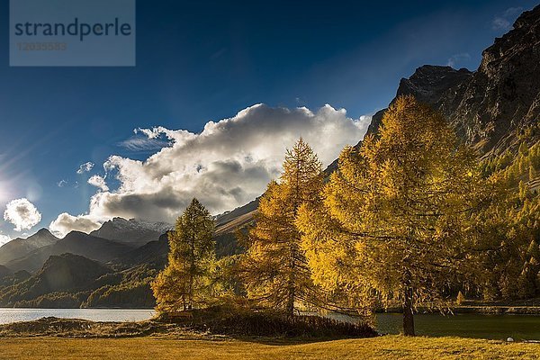Herbstlich verfärbte Lärchen (Larix) mit Silser See  Sils  Oberengadin  Schweiz  Europa