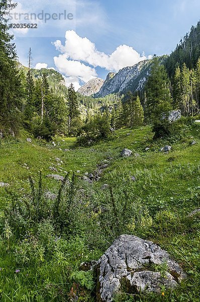 Kleines Bachbett im Tal  Gotzentauern  Nationalpark Berchtesgadener Land  Bayern  Deutschland  Europa