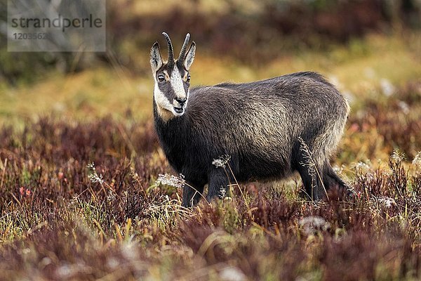 Gämse (Rupicapra rupicapra)  Bock im hohen Gras stehend  Winterfell  Vogesen  Elsass  Lothringen  Frankreich  Europa