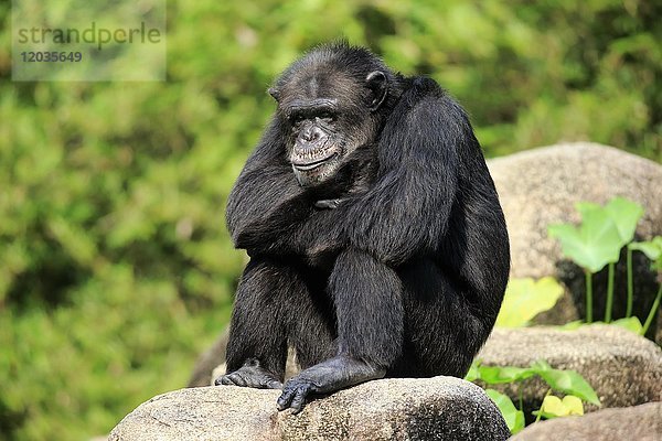 Schimpanse (Pan troglodytes troglodytes)  erwachsenes Männchen  auf einem Felsen sitzend  entspannt  in Gefangenschaft  Vorkommen Afrika