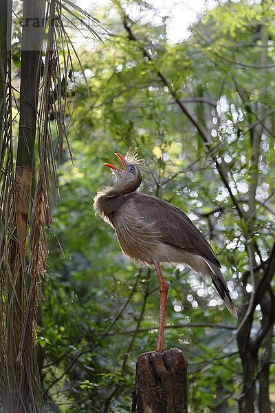 Rotfußseriema (Cariama cristata) auf einem Ast sitzend  rufend  Iguazu-Nationalpark  Bundesstaat Parana