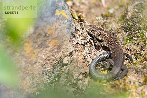 Viviparous Eidechse (Lacerta vivipara) auf Stein  Hessen  Deutschland  Europa