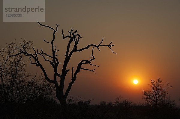 Sonnenuntergang über der Baumsavanne  Kruger National Park  Südafrika  Afrika