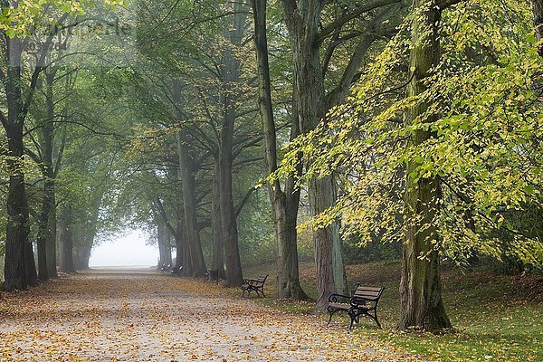 Lindenallee im Herbst  früher Morgennebel  Rombergpark  Dortmund  Ruhrgebiet  Nordrhein-Westfalen  Deutschland  Europa