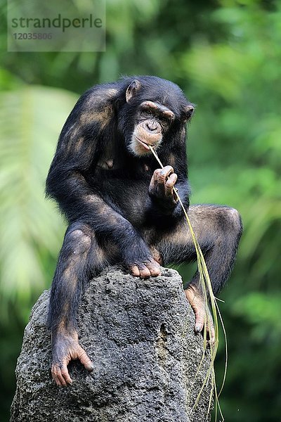 Schimpanse  (Pan troglodytes troglodytes)  erwachsenes Weibchen  benutzt Werkzeug  frisst  in Gefangenschaft  Vorkommen Afrika