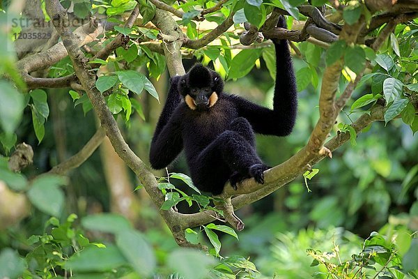 Gelbwangengibbon (Nomascus gabriellae)  erwachsen  männlich  im Baum sitzend  in Gefangenschaft  Vorkommen Südostasien