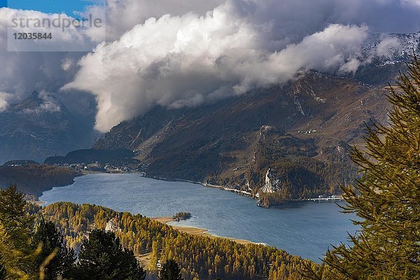 Herbstliche Lärchen mit Silser See  Sils  Oberengadin  Schweiz  Europa