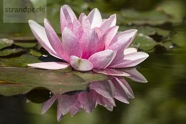 Rosa Seerosen (Nymphaea) spiegeln sich im Teich
