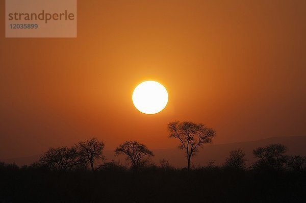 Sonnenuntergang über der Savanne  Kruger National Park  Südafrika  Afrika