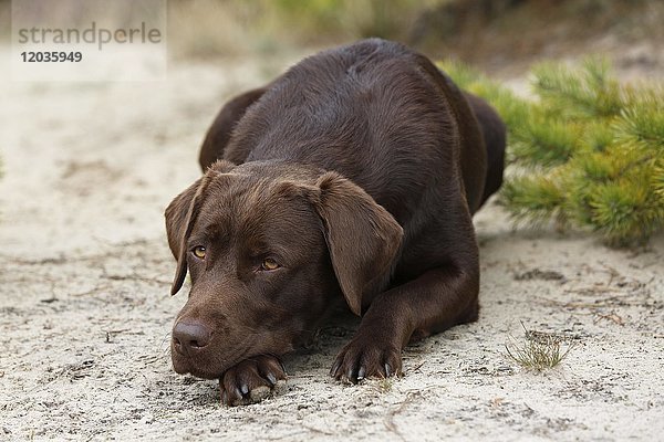 Brauner Labrador Retriever (Canis lupus familiaris)  Hündin gelangweilt  Hundestrasse  Schleswig-Holstein  Deutschland  Europa