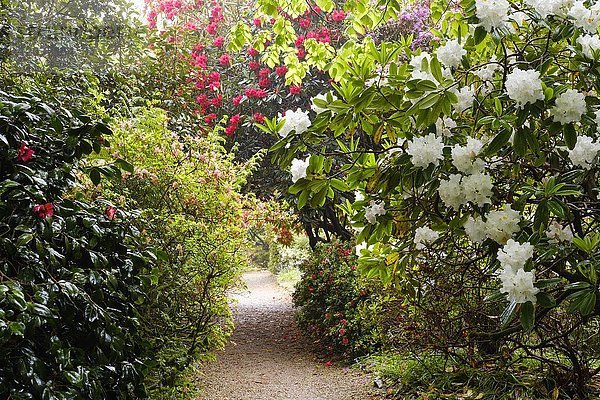 Weg durch blühende Rhododendren  Trengwainton Garden  bei Penzance  Cornwall  England  Großbritannien  Europa