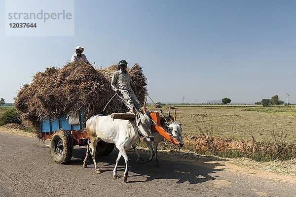 Männer auf Ochsenkarren  mit Stroh beladen  nahe Mysuru  Karnataka  Indien  Asien