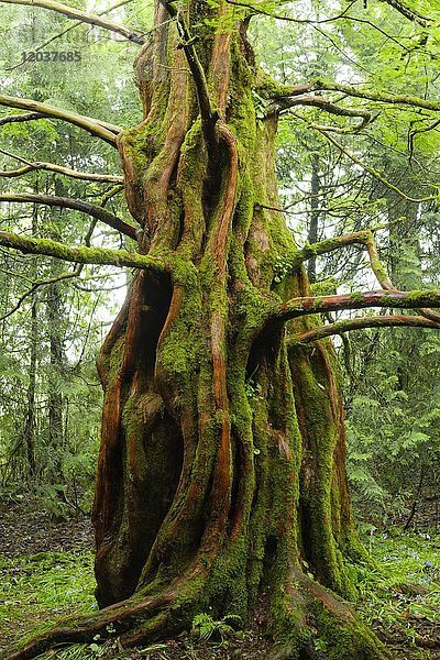Urweltmammutbaum  Chinesisches Rotholz (Metasequoia glyptostroboides)  Trewidden Garden  bei Penzance  Cornwall  England  Großbritannien  Europa