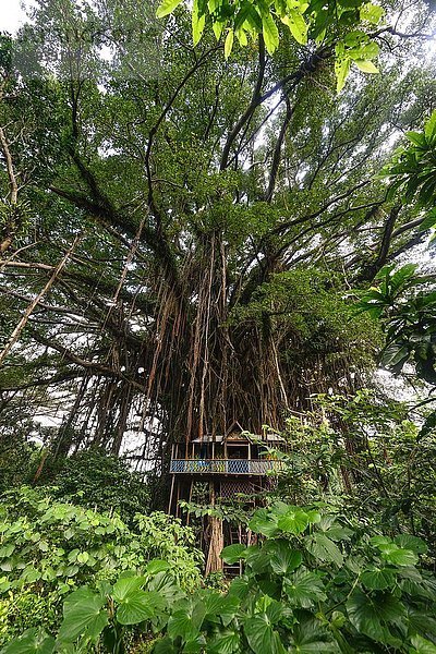 Baumhaus in Banyan-Baum (Ficus benghalensis)  bei Port Resolution  Tanna Island  Vanuatu  Südsee  Ozeanien