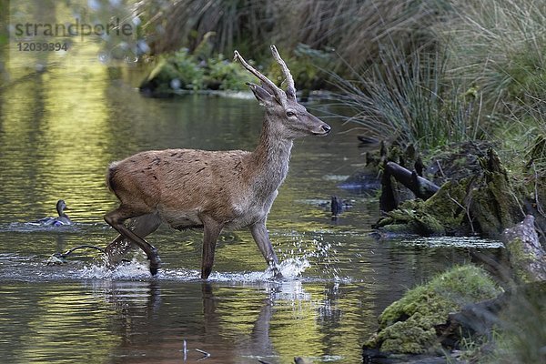 Rothirsch (Cervus elaphus) läuft durch Wasser  Schleswig-Holstein  Deutschland  Europa