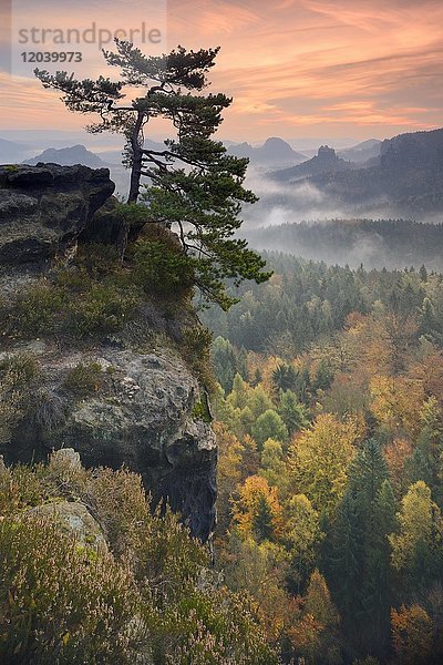 Aussicht vom Kleinen Winterberg bei Sonnenaufgang im Herbst  Morgennebel  Felsenkiefer  Elbsandsteingebirge  Nationalpark Sächsische Schweiz  Sachsen  Deutschland  Europa