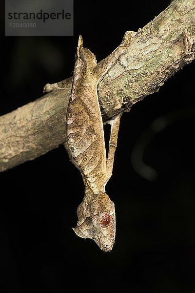 Gespenst-Plattschwanzgecko (Uroplatus phantasticus) hängt an Ast  Männchen  Andasibe Nationalpark  Madagaskar  Afrika