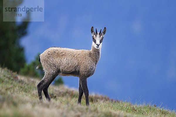 Gämsen (Rupicapra rupicapra)  Berner Oberland  Schweiz  Europa