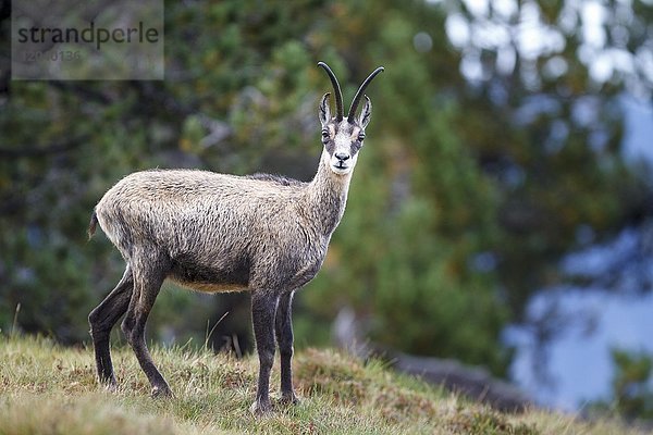 Gämse (Rupicapra rupicapra)  Berner Oberland  Schweiz  Europa