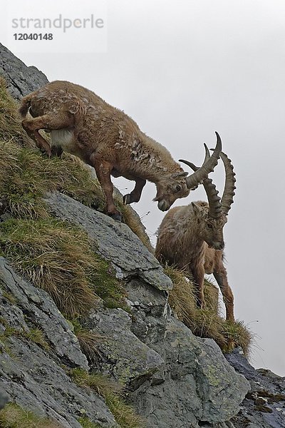 Kämpfende Alpensteinböcke (Capra ibex)  männlich  Nationalpark Hohe Tauern  Kärnten  Österreich  Europa