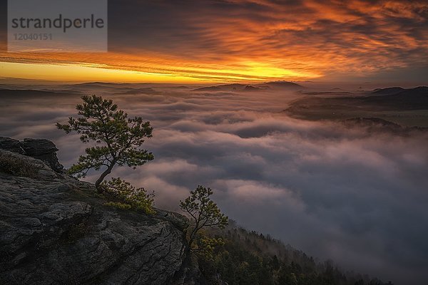 Kiefer auf dem Lilienstein bei Sonnenaufgang mit Wolkendecke über Elbtal  Sächsische Schweiz  Sachsen  Deutschland  Europa